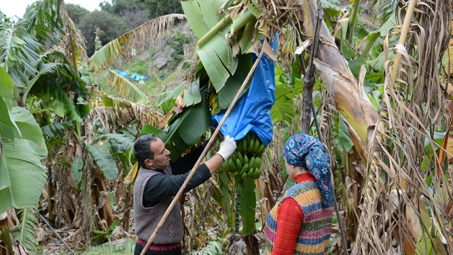 Muzda rekor fiyat üreticinin yüzünü güldürdü